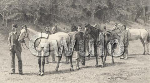 Horses